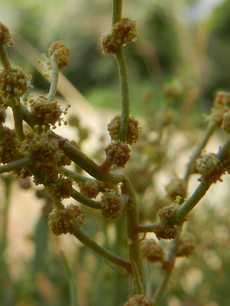 Halimione portulacoides